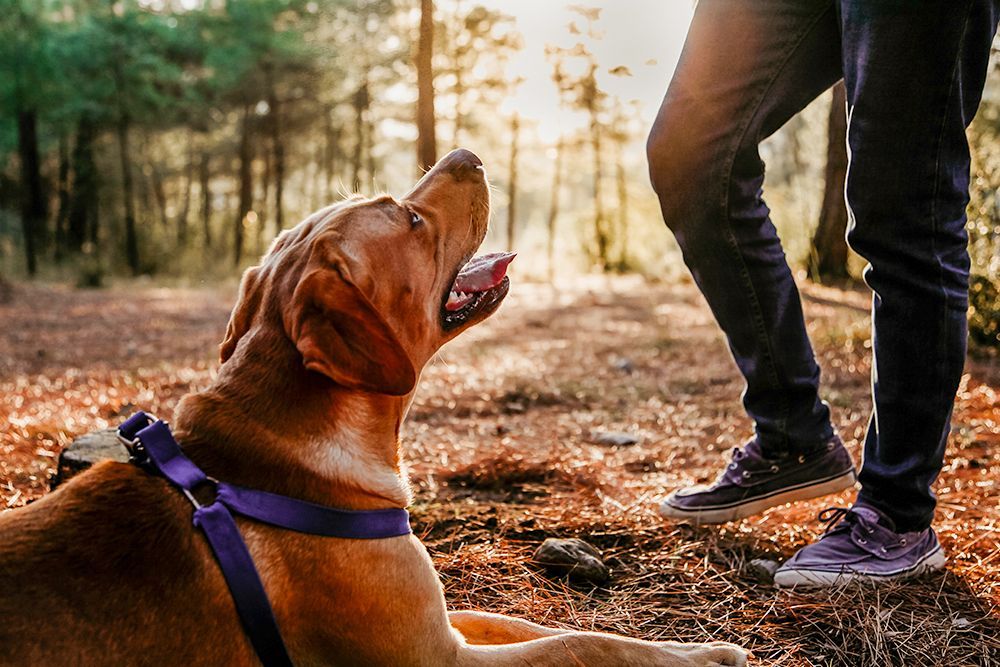 Saltwater Animal Hospital in Des Moines, WA