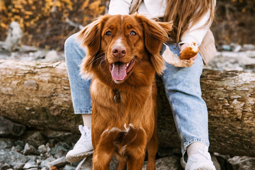 Saltwater Animal Hospital in Des Moines, WA
