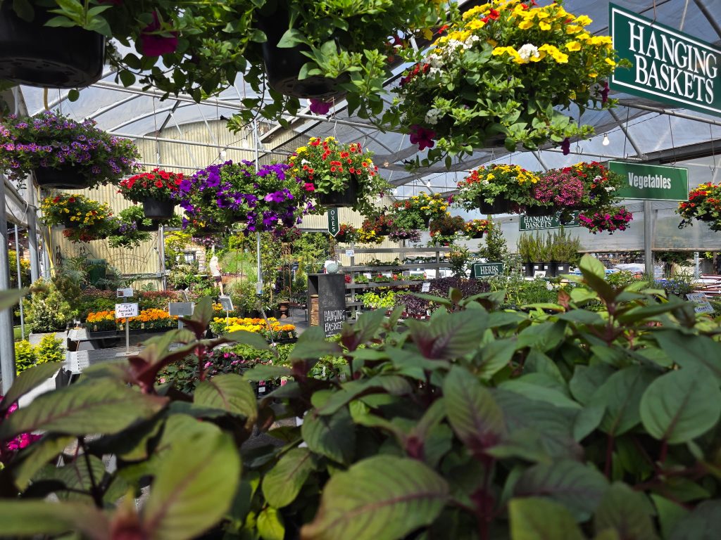 Zenith Holland Nursery in Des Moines, WA