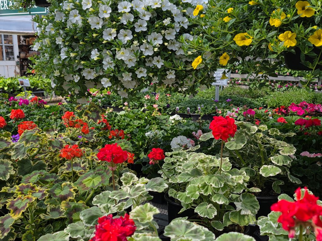 Zenith Holland Nursery in Des Moines, WA