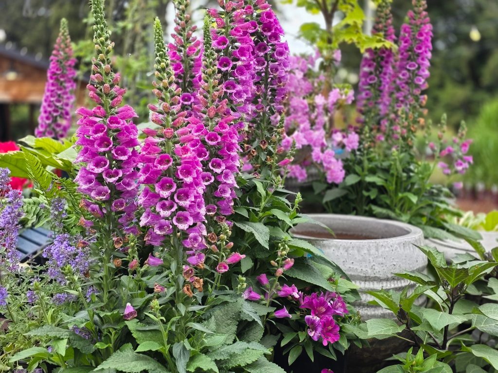 Zenith Holland Nursery in Des Moines, WA